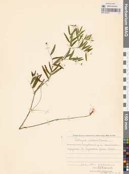 MAG 0015972