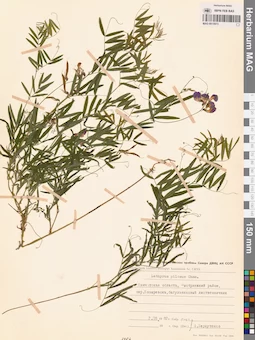 MAG 0015973