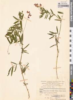 MAG 0015974
