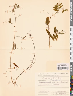 MAG 0015975