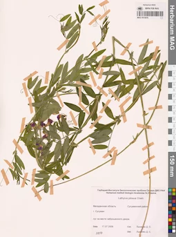 MAG 0015976