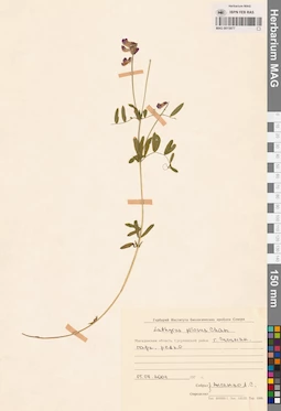 MAG 0015977