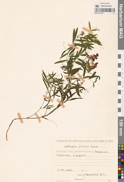 MAG 0015978