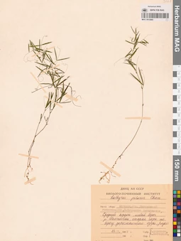 MAG 0015980