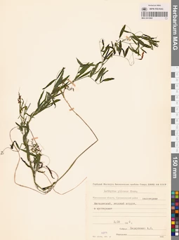 MAG 0015982