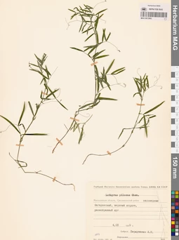 MAG 0015983