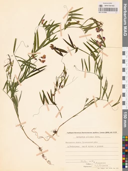 MAG 0015984