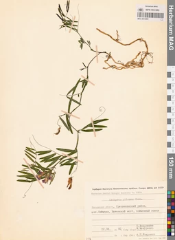 MAG 0015985