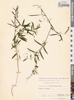 MAG 0015986
