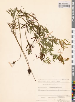 MAG 0015987