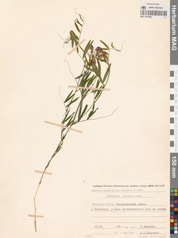 MAG 0015988
