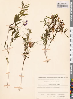 MAG 0015989