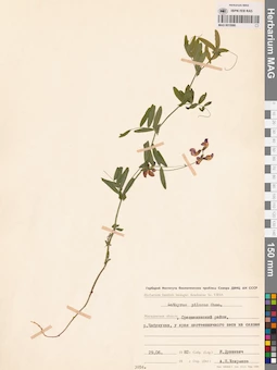 MAG 0015990