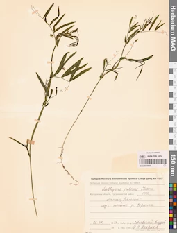 MAG 0015993