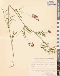 MAG 0015994