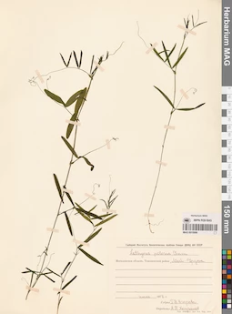 MAG 0015996