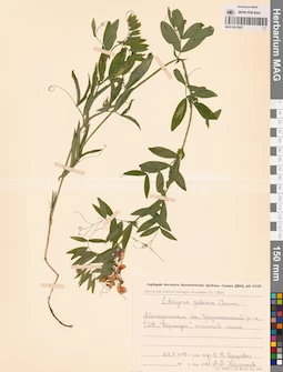 MAG 0015997