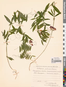 MAG 0015998