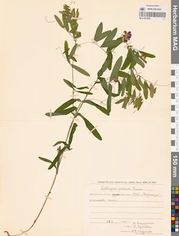 MAG 0015999