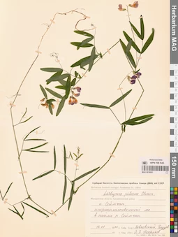 MAG 0016001