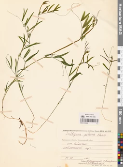 MAG 0016002