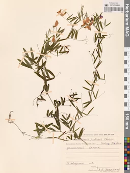 MAG 0016003
