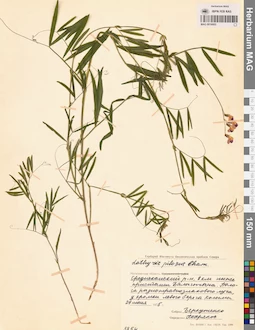 MAG 0016005
