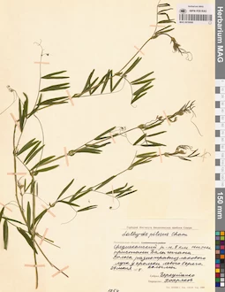 MAG 0016006