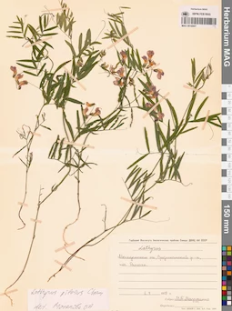 MAG 0016007