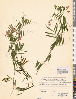 MAG 0016008