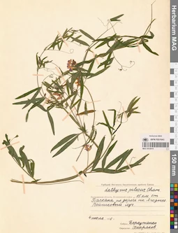MAG 0016010