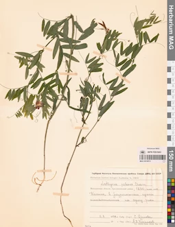 MAG 0016013