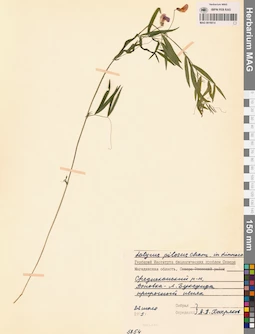 MAG 0016014