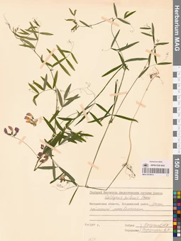 MAG 0016015