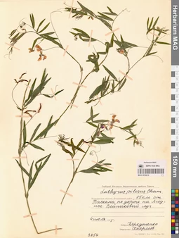 MAG 0016016