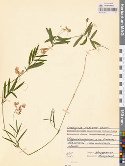 MAG 0016017