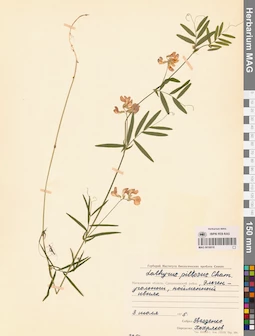 MAG 0016018