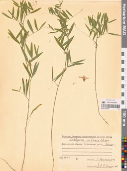 MAG 0016019