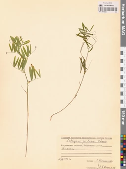 MAG 0016020