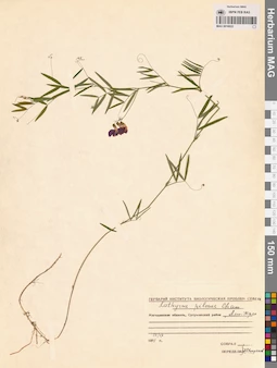MAG 0016022