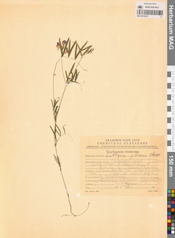 MAG 0016023