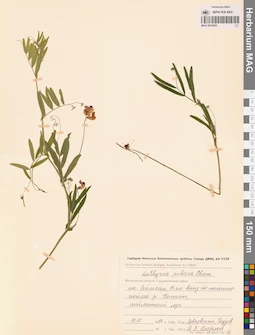 MAG 0016025