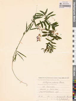 MAG 0016026
