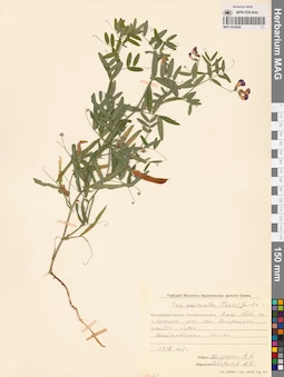 MAG 0016028