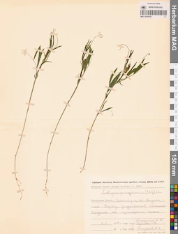 MAG 0016035