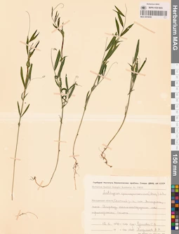 MAG 0016036