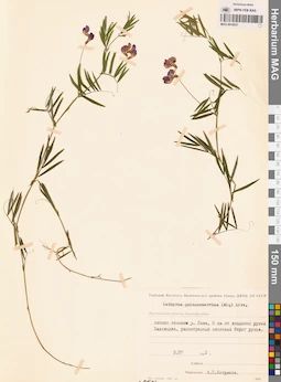 MAG 0016037