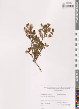 MAG 0014761