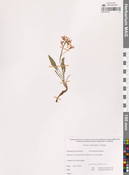 MAG 0014762