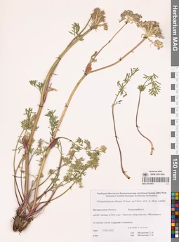 MAG 0014803